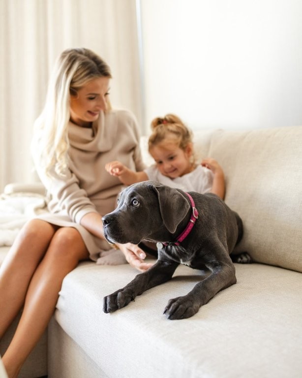 Chien dans l'hôtel Linea Mare