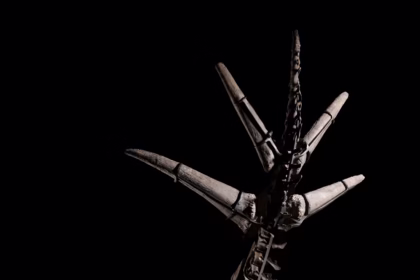 Vente aux enchères de squelettes de stégosaures