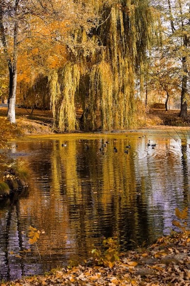 Les oiseaux dans le parc du Manor House Spa
