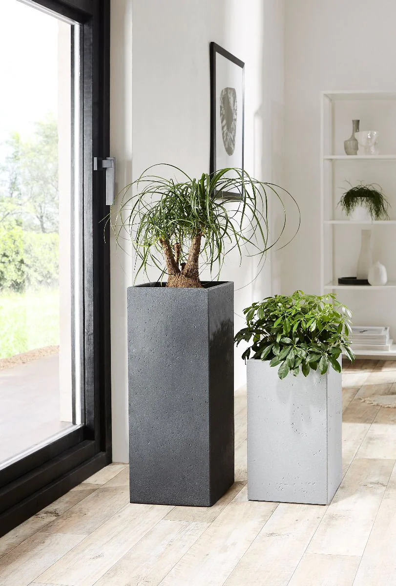 Pots XXL pour appartement